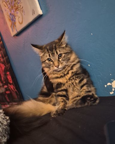 Cute Domestic longhair named Noodle
