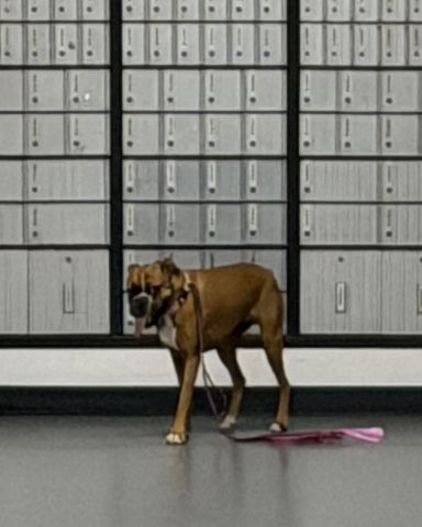 Cute Boxer named Niya