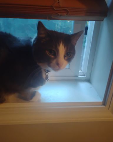 Cute cat named cloudy