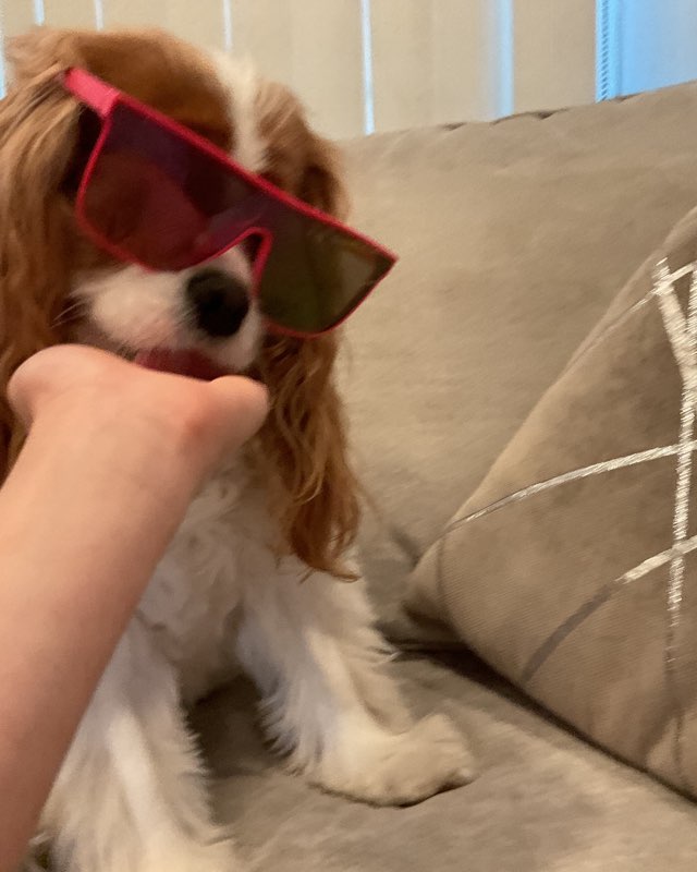 Cute Cavalier King Charles Spaniel named Arya