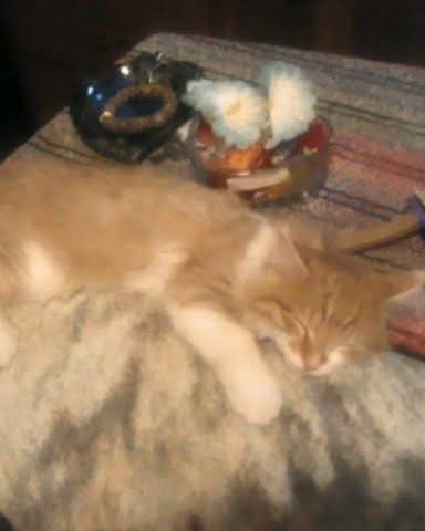 Cute cat named Lucky