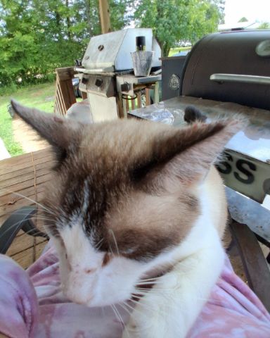 Cute snowshoe named dewey