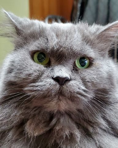 Cute Domestic Longhair × Himalayan named Fuzzy