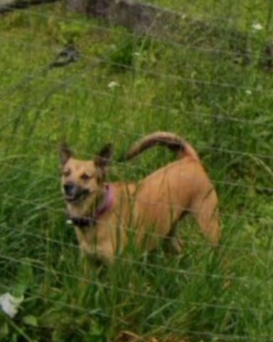Cute mixed breed named Bulma