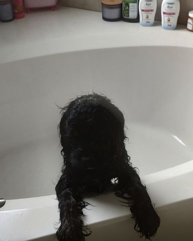 Cute cocker spaniel named hank