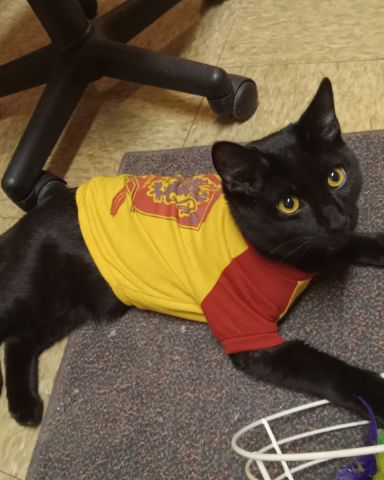 Cute cat named Danny