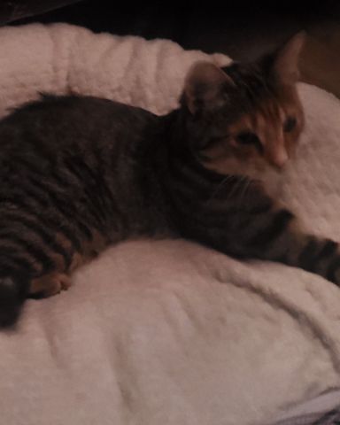 Cute cat named Ainé