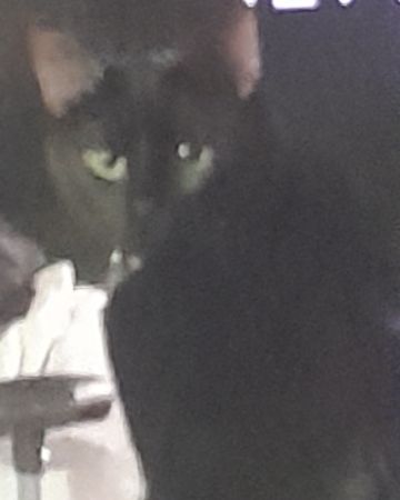 Cute cat named Midnight