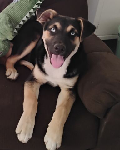 Cute dog named Obie