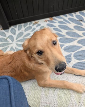 Cute Golden retriever named Ember