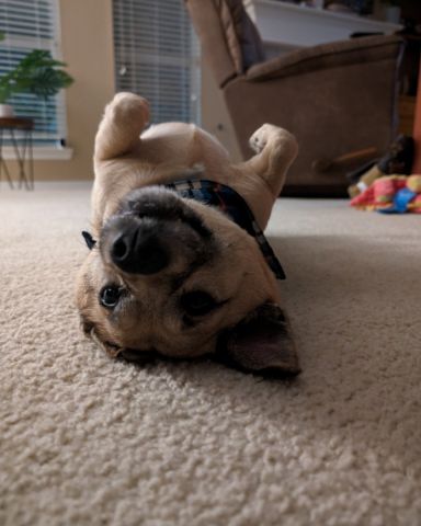 Cute Chihuahua shizu mix named Toe-bin