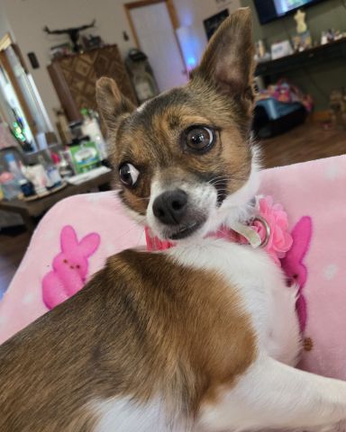 Cute dog named bryndal