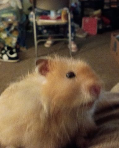 Cute golden hamster named Alex