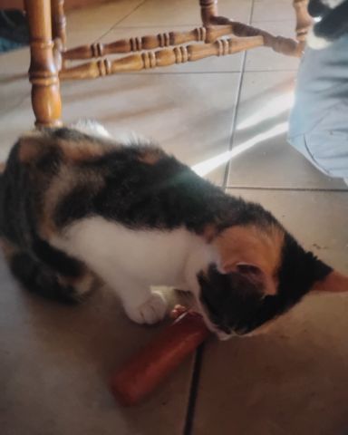 Cute cat named Kiki