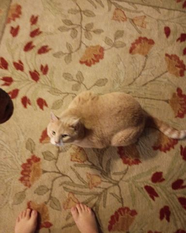 Cute cat named nacho
