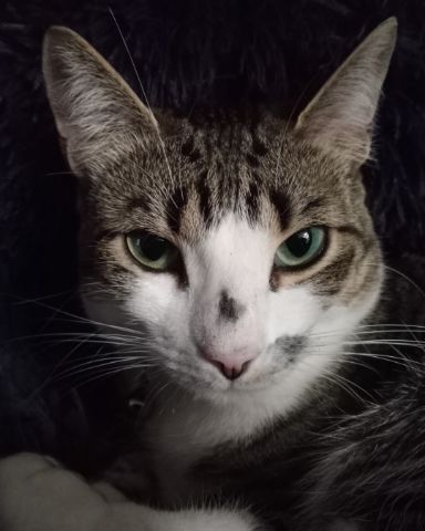 Cute Piebald Shorthair named Kima