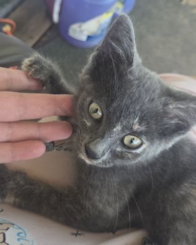 Cute cat named Smoky