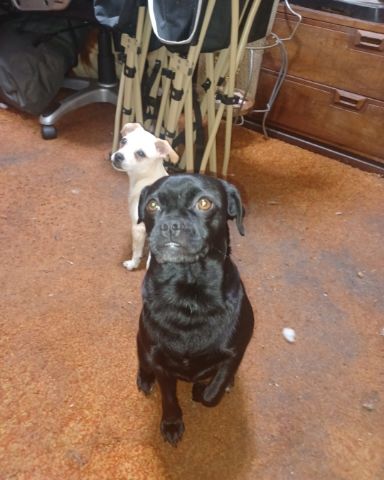 Cute pugzu named aveil and Neriah
