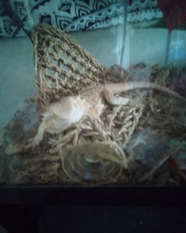 Cute bearded dragon named jack