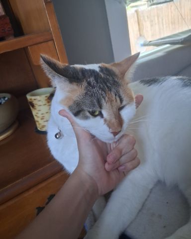 Cute Calico maincoom named Callie