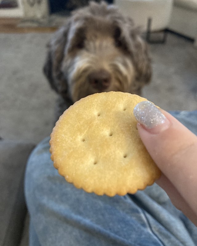 Cute dog named Poppy