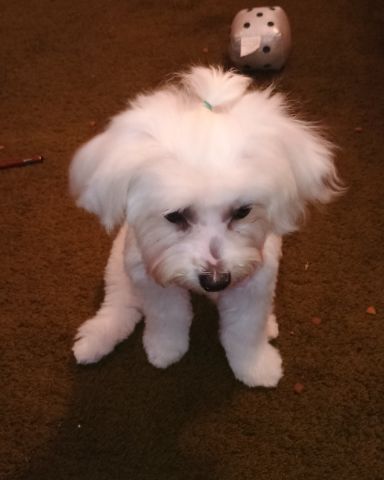Cute dog named brook