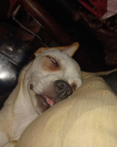 Cute pugzu named aveil and Neriah