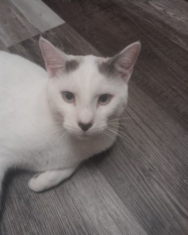 Cute white cat with gray spots named Skeeter