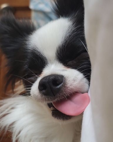 Cute Long haired Chihuahua named Danny