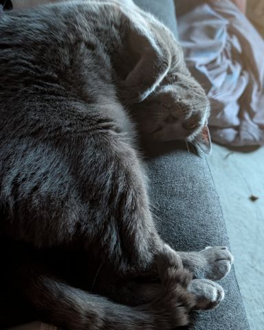 Cute Grey named Theseus