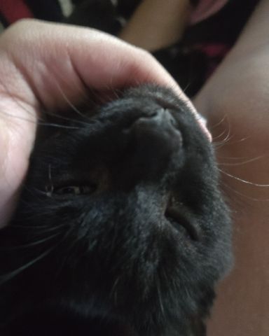Cute domestic shorthair named buttercup my widdle baby