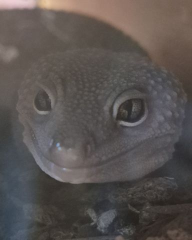 Cute blizzard lepord gecko named crystal