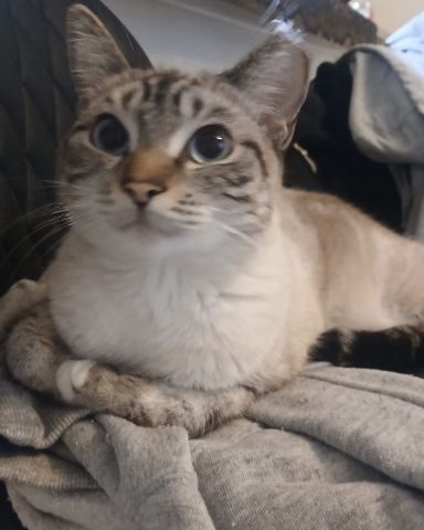 Cute Siamese lynx named Marie