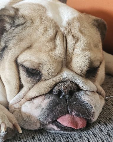 Cute English Bulldog named Ada Mae