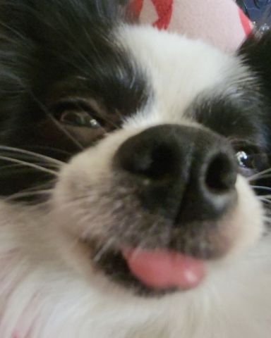 Cute Long haired Chihuahua named Danny
