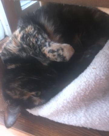 Cute American Shorthair named Candy (a.k.a. Angie)