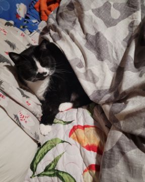 Cute tuxedo named tilly