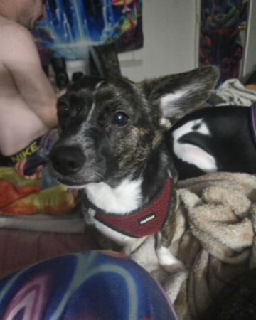 Cute chiweenie named Zipper
