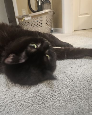 Cute a pain named Wander