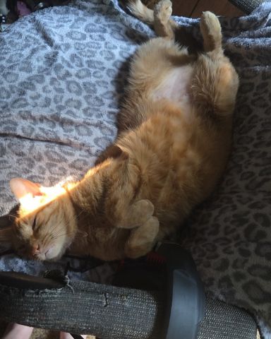 Cute tabby named Cheese