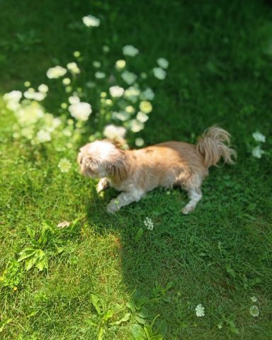 Cute dog named Elsa