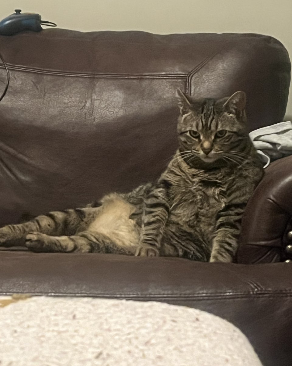Cute cat named Airella