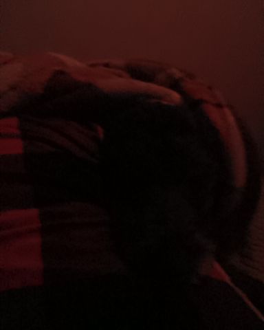 Cute woodle named oreo