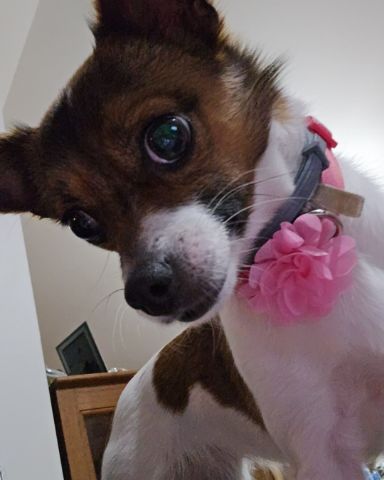 Cute dog named bryndal