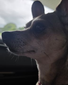 Cute rat terrier chihuahua mix named peanut butter (pb)