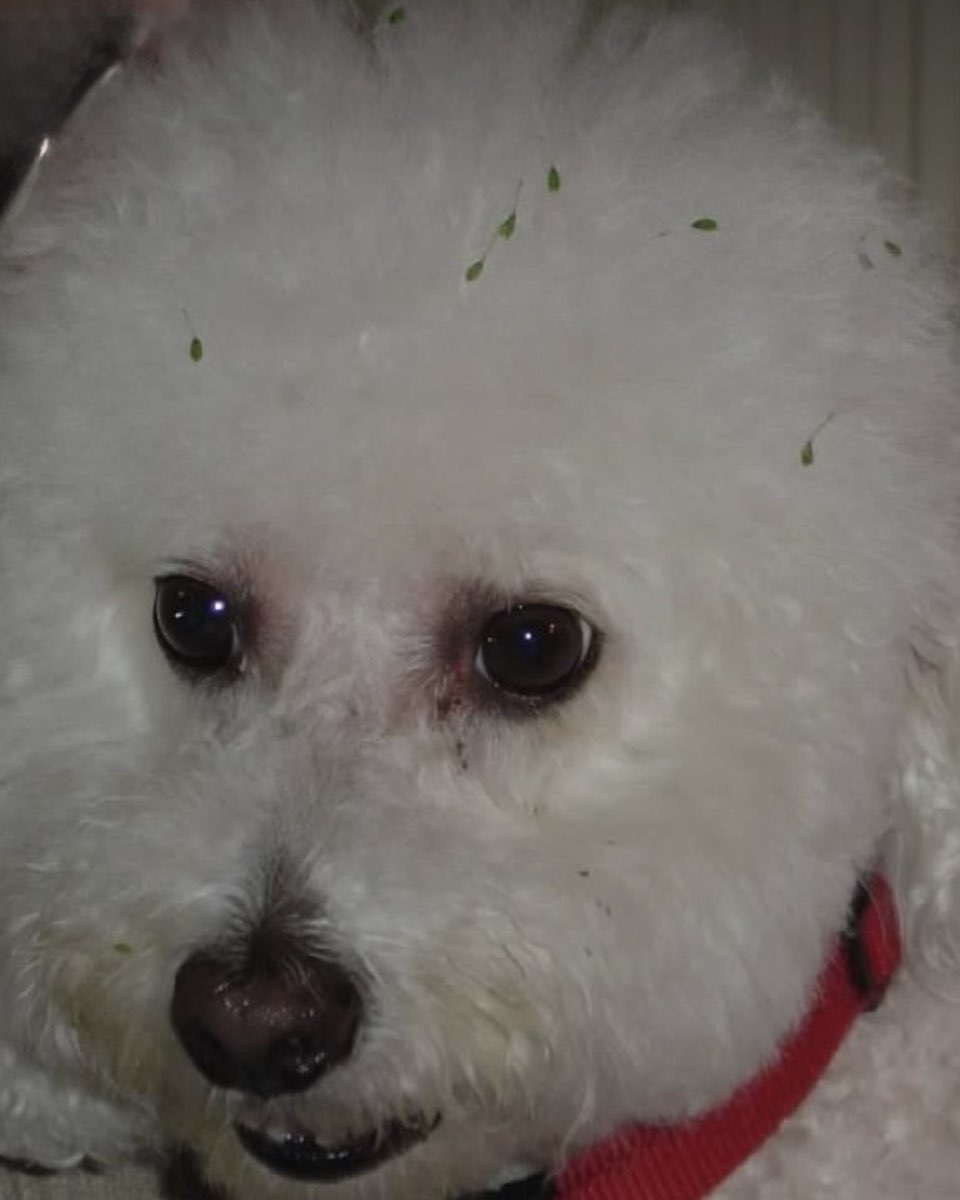 Cute dog named Myles