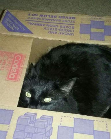 Cute Unsure named Sylvester