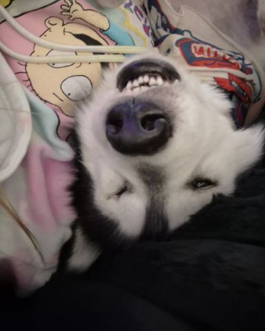 Cute Husky/wolf named Tasha