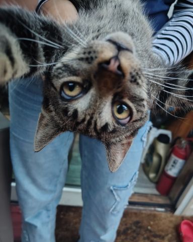 Cute cat named Zeus