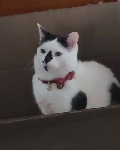 Cute moo cow named Mr. Simon